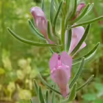 Misopates orontium im Garten pflanzen (Einrichtungsbeispiele mit Acker-Löwenmaul)
