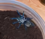 Monocentropus balfouri im Terrarium halten (Einrichtungsbeispiele mit Blaue Jemen Vogelspinne)