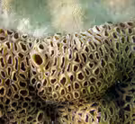 Montastrea curta im Aquarium halten (Einrichtungsbeispiele für Großpolypige Steinkoralle)