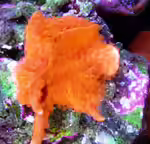 Montipora setosa im Aquarium halten (Einrichtungsbeispiele für Kleinpolypige Steinkoralle)