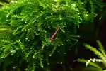 Moos als Deko im Aquarium (Einrichtungsbeispiele mit Moosen)