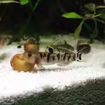 Mugilogobius tigrinus im Aquarium halten (Einrichtungsbeispiele für Mangroven-Zwerggrundel)