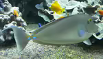 Naso unicornis im Aquarium halten (Einrichtungsbeispiele für Kurznasen-Doktorfisch)