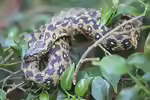 Natrix maura im Terrarium halten (Einrichtungsbeispiele mit Vipernatter)