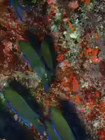 Neopomacentrus metallicus im Aquarium halten (Einrichtungsbeispiele mit Metallischer Riffbarsch)