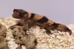 Nephrurus cinctus im Terrarium halten (Einrichtungsbeispiele mit Rauer Knopfschwanzgecko)