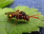 Nomada spec im Garten (Einrichtungsbeispiele mit Kuckucksbienen)