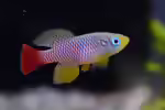 Nothobranchius: Farbenprächtige Killifische mit besonderem Lebensrhythmus (Einrichtungsbeispiele mit Nothobranchius-Arten)