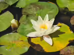 Nymphaea alba im Gartenteich (Einrichtungsbeispiele mit Weiße Seerose)