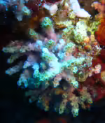 Oculina diffusa im Aquarium halten (Einrichtungsbeispiele für Kleinpolypige Steinkoralle)