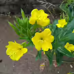 Oenothera biennis im Garten pflanzen (Einrichtungsbeispiele mit Nachtkerze)