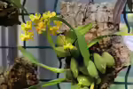 Oncidium cheirophorum im Terrarium (Einrichtungsbeispiele mit Goldregen-Orchideen)