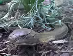 Ophiophagus hannah im Terrarium halten (Einrichtungsbeispiele mit Königskobra)