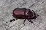 Oryctes nasicornis im Terrarium halten (Einrichtungsbeispiele mit Nashornkäfer)