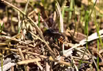 Osmia bicolor im Garten (Einrichtungsbeispiele mit Zweifarbige Schneckenhausbiene)