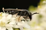 Osmia papaveris im Garten (Einrichtungsbeispiele mit Mohn-Mauerbiene)