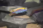 Otopharynx lithobates: Haltung, Pflege und Zucht im Aquarium (Einrichtungsbeispiele mit Otopharynx lithobates)