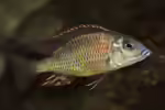 Otopharynx: Farbenprächtige Malawi-Cichliden für erfahrene Aquarianer (Einrichtungsbeispiele mit Otopharynx-Arten)