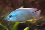 Otopharynx tetrastigma im Aquarium halten (Einrichtungsbeispiele mit Vierflecken-Maulbrütern)