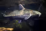 Oxydoras niger im Aquarium halten (Einrichtungsbeispiele mit Schwarzer Dornwels)