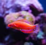 Paracheilinus carpenteri im Aquarium halten (Einrichtungsbeispiele für Carpenters Zwerglippfisch)