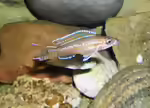 Paracyprichromis: elegante Freiwasser-Cichliden aus dem Tanganjikasee (Einrichtungsbeispiele mit Paracyprichromis-Arten)