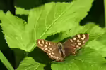Pararge aegeria im Garten (Einrichtungsbeispiele mit Waldbrettspiel)