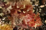 Parascorpaena mossambica im Aquarium halten (Einrichtungsbeispiele mit Mozambique-Drachenkopf)
