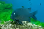 Parma alboscapularis im Aquarium halten (Einrichtungsbeispiele mit Schwarzer Neuseeland-Riffbarsch)
