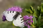 Hochalpenapollo im Garten (Einrichtungsbeispiele mit Parnassius phoebus)