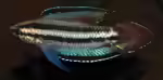 Parosphromenus kishii im Aquarium halten (Einrichtungsbeispiele mit Parosphromenus kishii)