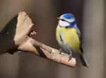 Parus caeruleus im Garten (Einrichtungsbeispiele mit Blaumeise)