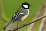 Parus major im Garten (Einrichtungsbeispiele mit Kohlmeise)