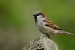 Passer domesticus im Garten (Einrichtungsbeispiele mit Haussperling)