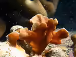 Pavona cactus im Aquarium halten (Einrichtungsbeispiele für Großpolypige Steinkoralle)