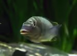 Petrochromis: Anspruchsvolle Aufwuchsfresser aus dem Tanganjikasee (Einrichtungsbeispiele mit Petrochromis-Arten)
