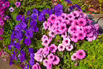 Petunia integrifolia im Garten pflanzen (Einrichtungsbeispiele mit Violette Petunie)