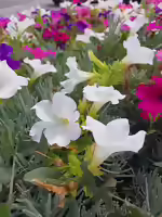 Petunia × atkinsiana im Garten pflanzen (Einrichtungsbeispiele mit Gartenpetunie)
