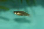Phallichthys tico: Costa-Rica-Zwergkärpfling im Aquarium halten (Einrichtungsbeispiele mit Phallichthys tico)