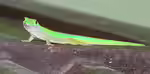 Phelsuma astriata im Terrarium halten (Einrichtungsbeispiele mit Kleiner Seychellen-Taggecko)