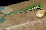 Phelsuma dorsivittata im Terrarium halten (Einrichtungsbeispiele mit Bunter Streifen-Taggecko)
