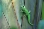 Phelsuma madagascariensis im Terrarium halten (Einrichtungsbeispiele für Madagaskar-Taggecko)