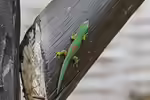 Phelsuma pusilla im Terrarium halten (Einrichtungsbeispiele mit Zwerg Taggecko)