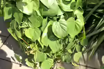 Philodendron hederaceum im Terrarium pflanzen (Einrichtungsbeispiele mit Kletternder Philodendron)