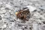 Phlegra fasciata im Terrarium halten (Einrichtungsbeispiele mit Gebänderte Bodenspringspinne)