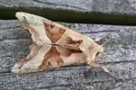 Phlogophora meticulosa im Garten (Einrichtungsbeispiele mit Achateule)