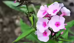 Phlox floridana am Gartenteich pflanzen (Einrichtungsbeispiele mit Florida-Phlox)