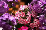 Phlox paniculata im Garten pflanzen (Gartenbeispiele mit Hoher Gartenphlox)