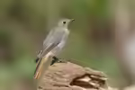 Phoenicurus ochruros im Garten (Einrichtungsbeispiele mit Hausrotschwanz)