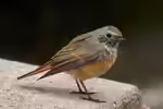 Phoenicurus phoenicurus im Garten (Einrichtungsbeispiele mit Gartenrotschwanz)